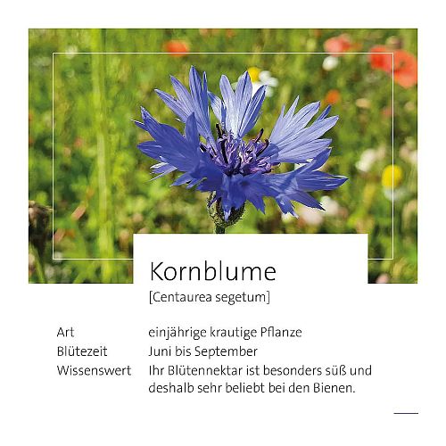 thumb-kornblume-5