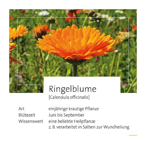 thumb-ringelblume-4